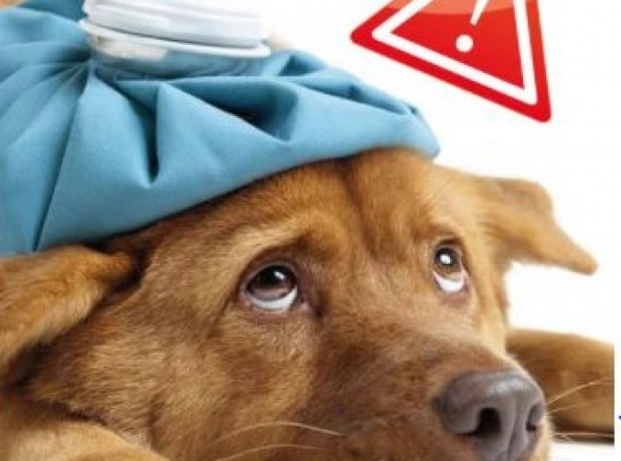 Colpo di calore nel cane: cosa fare per salvargli la vita. E' una situazione di emergenza, potenzialmente letale